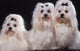Trois Bichons Maltais Assis Wall Mural