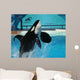 Male Killer Whale Breaches in Oceanarium Show Wall Mural