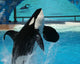 Male Killer Whale Breaches in Oceanarium Show Wall Mural