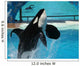 Male Killer Whale Breaches in Oceanarium Show Wall Mural