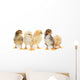 Five Baby Chickens Wall Decal