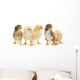 Five Baby Chickens Wall Decal