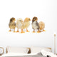 Five Baby Chickens Wall Decal
