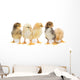 Five Baby Chickens Wall Decal