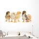 Five Baby Chickens Wall Decal