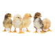 Five Baby Chickens Wall Decal