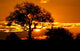 kruger park Wall Mural