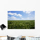 Soybean Field Wall Decal