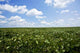 Soybean Field Wall Decal
