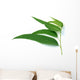 some eucalyptus leaves Wall Decal