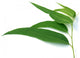 some eucalyptus leaves Wall Decal
