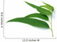some eucalyptus leaves Wall Decal