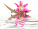 Lily Flower Set on a Coco Leaf Wall Decal