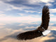 Eagle 2 Wall Mural