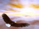 Eagle 1 Wall Decal
