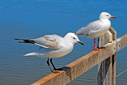 Gulls Wall Mural