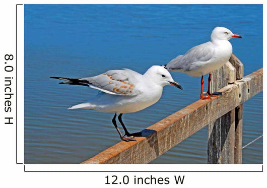 Gulls Wall Mural