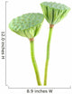 Lotus Seed Pods Wall Decal