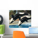 Mother Orca and Her Calf Wall Mural