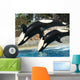 Mother Orca and Her Calf Wall Mural