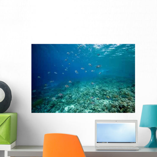 Coral and Fish Wall Decal