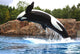 Killer Whale Wall Mural