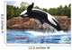 Killer Whale Wall Mural