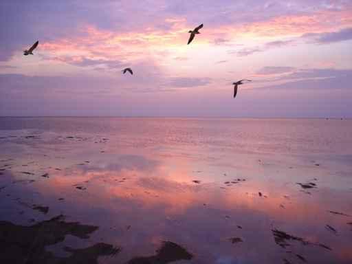Birds over Water Sunset Wall Decal