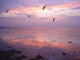 Birds over Water Sunset Wall Decal