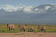 Elefantenherde Vorm Kilimanjaro Wall Decal