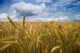 kornfeld Wall Mural