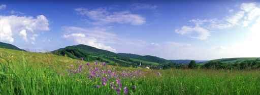 Sommerwiese Wall Decal