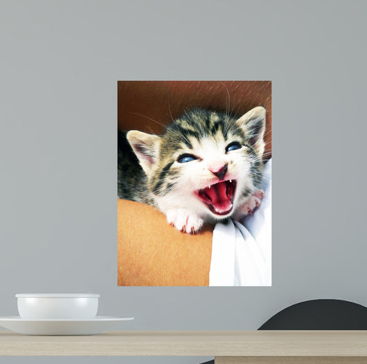 Kitten Wall Mural