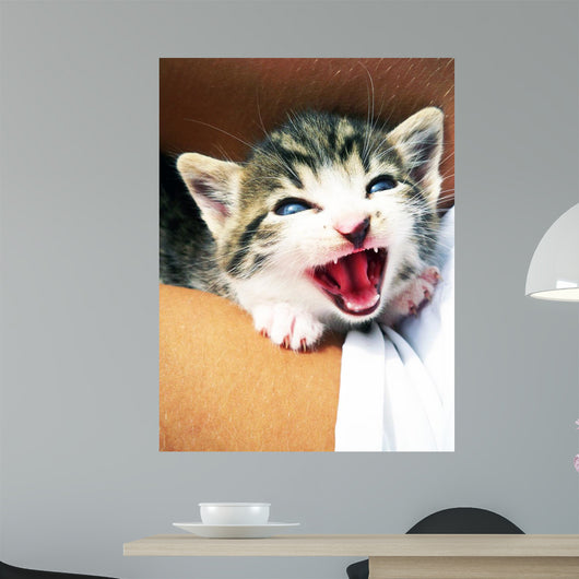 Kitten Wall Mural