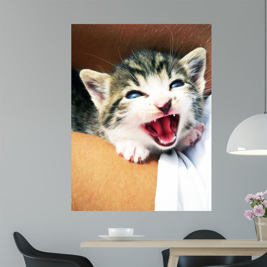 Kitten Wall Mural