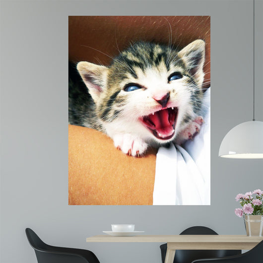 Kitten Wall Mural