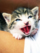 Kitten Wall Mural
