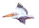 Watercolor Single Flying Pelican Wall Decal