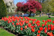 Boston Public Garden Spring Wall Decal Design 1