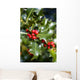 holly tree Wall Mural