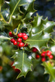holly tree Wall Mural