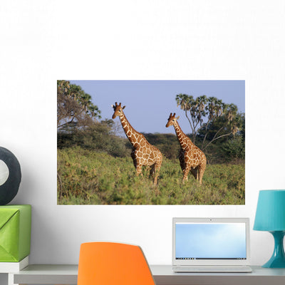 2 Reticulated Giraffes Wall Mural shown on a wall
