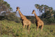2 Reticulated Giraffes Wall Mural