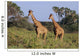 2 Reticulated Giraffes Wall Mural