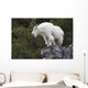 Mountain Goat Rock Ledge Wall Decal