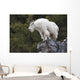 Mountain Goat Rock Ledge Wall Decal