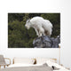 Mountain Goat Rock Ledge Wall Decal