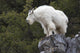 Mountain Goat Rock Ledge Wall Decal