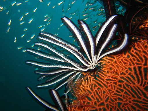 Seafruit1 Wall Decal