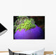 Anemone Wall Decal